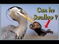 Heron (Grey Heron) Caught a Big Fish : Now Can he Swallow ?