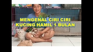 mengenal ciri ciri kucing hamil 1 bulan
