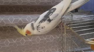 Не злите попугая это птица дорогая