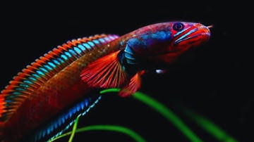 Top 4 dòng cá lóc cảnh có mang sắc tố màu đỏ