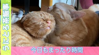 うにとろ茶飯事698　今日もマッタリ時間　　〜マンチカン「とろ」と「うに」の日常風景〜　猫動画