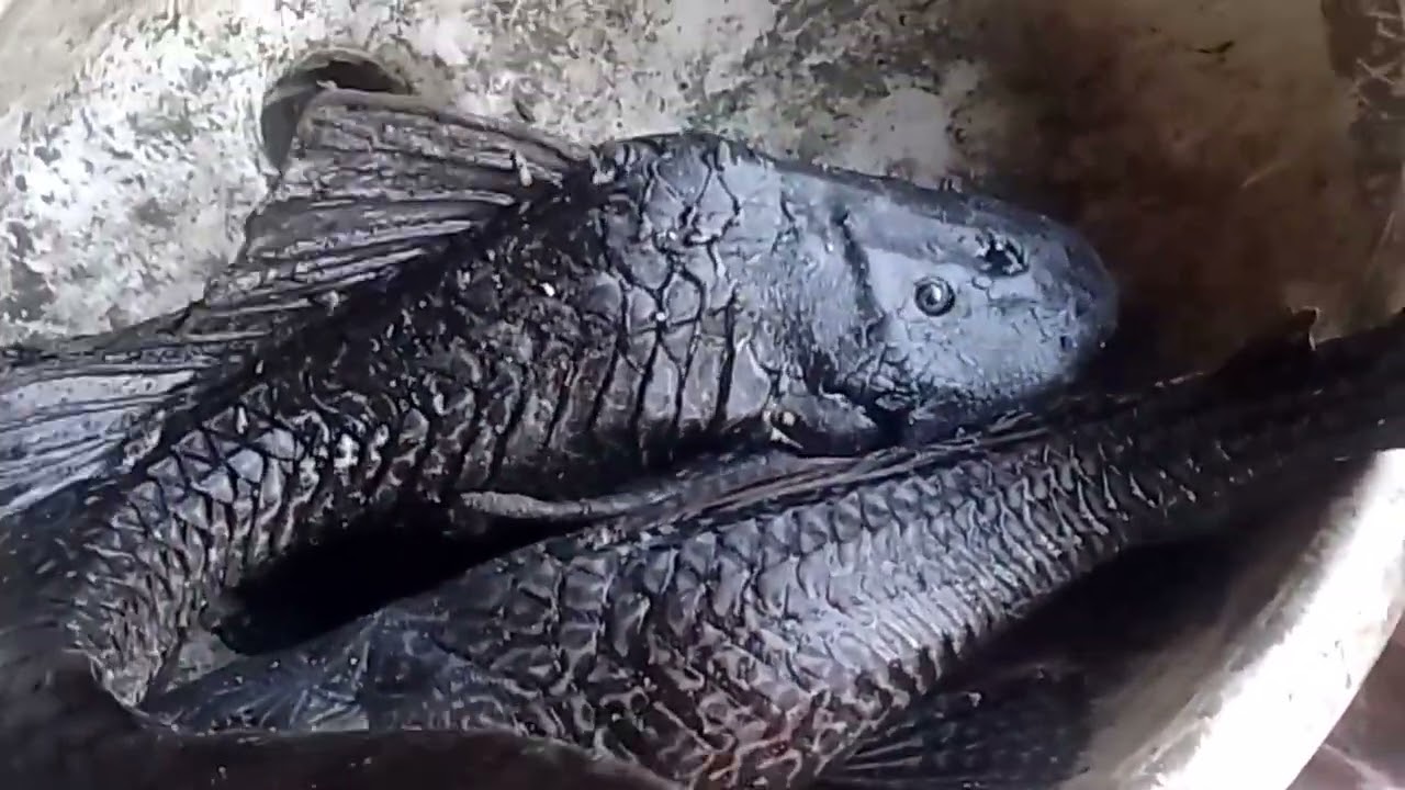 dalawang malaking isda ang nahuli nila nakawala pa ang iba