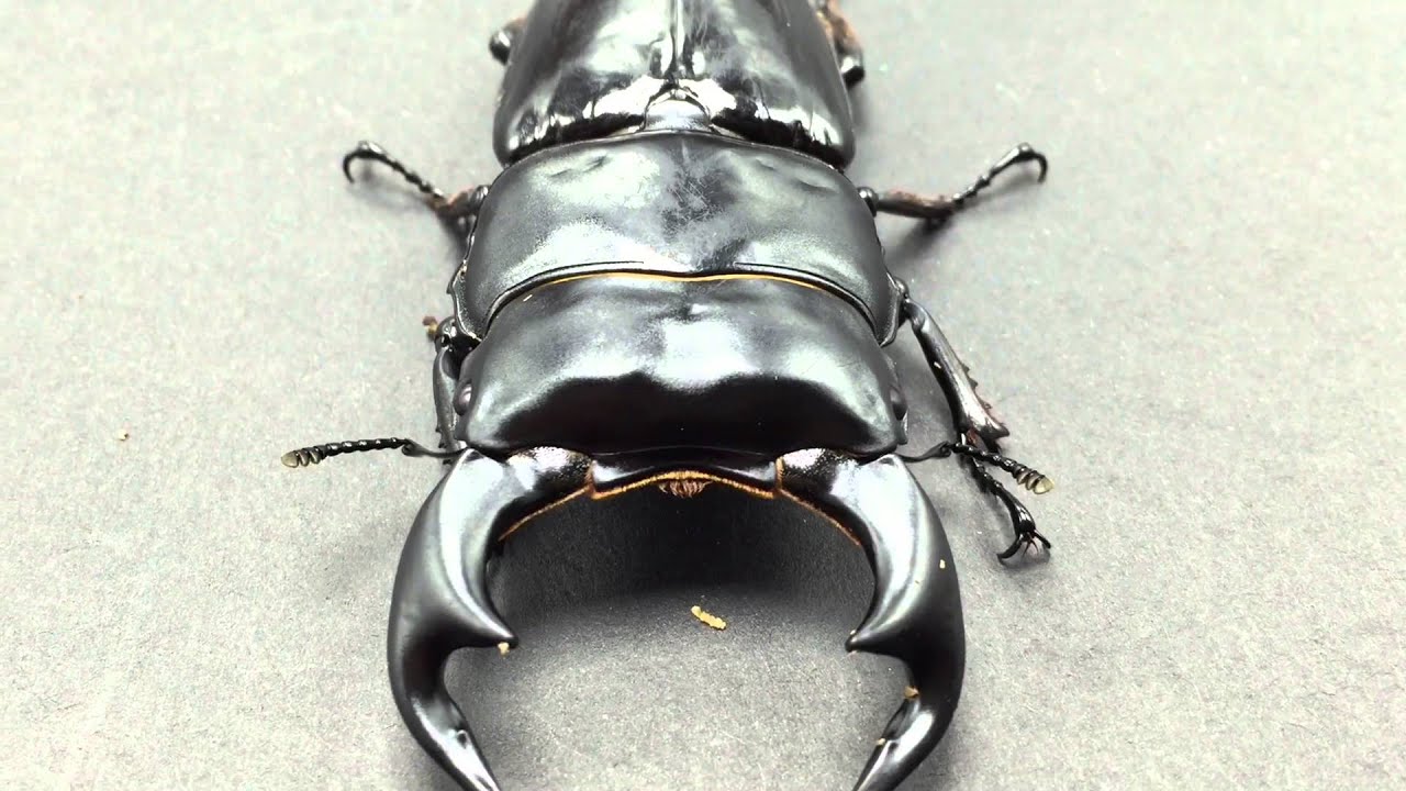 安达佑实锹形虫 （ DA Dorcus antaeus） - YouTube