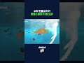 사람들이 버린 이것 때문에 알을 낳게 된 수컷 물고기 #물고기 ##shorts #스브스뉴스