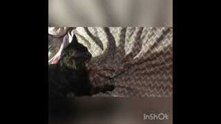 Кот Maine Coon cat twists his beloved off the blanket