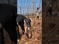 Heavy Pruning Technique for Stronger Tree Growth#satasfing #pruning #shorts