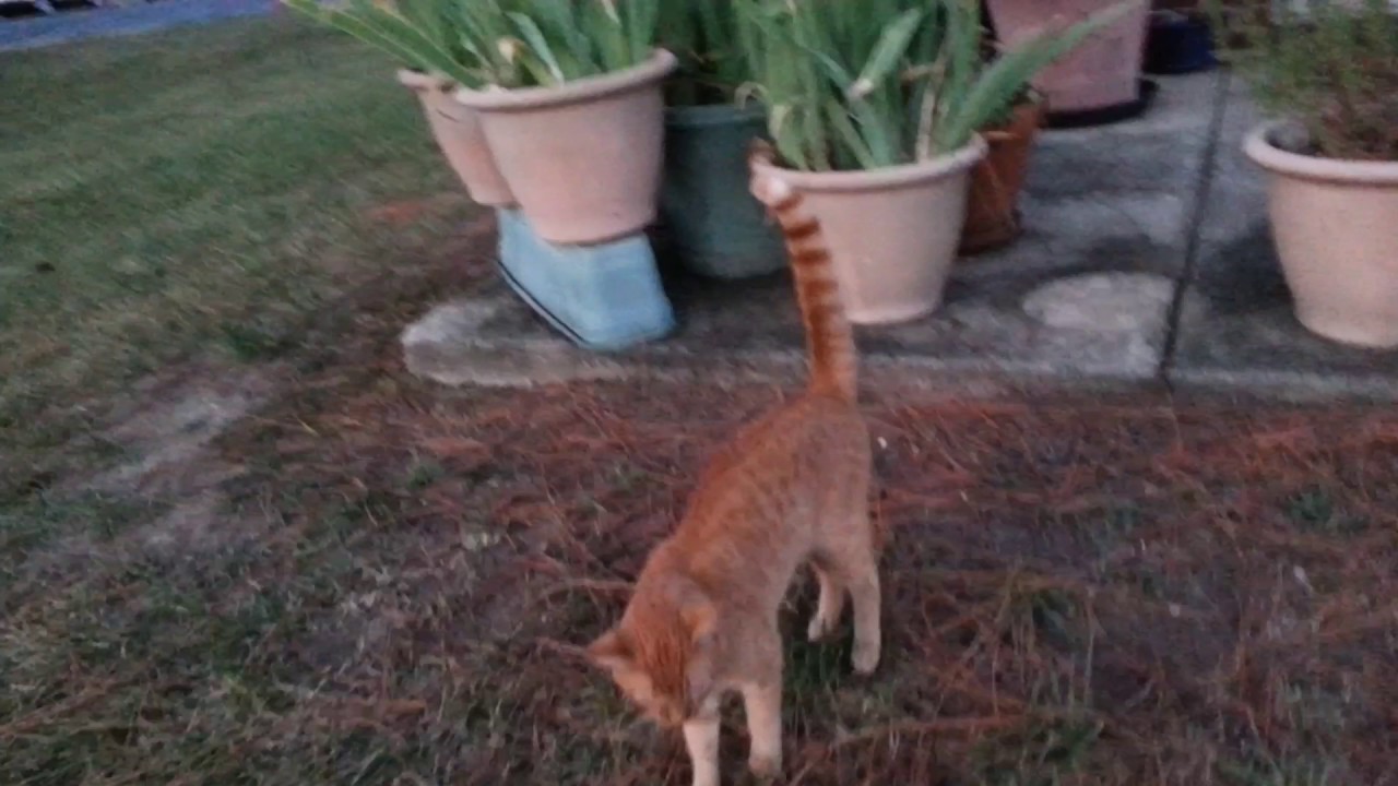 found cat eating butterfly ( warning nasty) YouTube