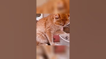 Funny cute cat