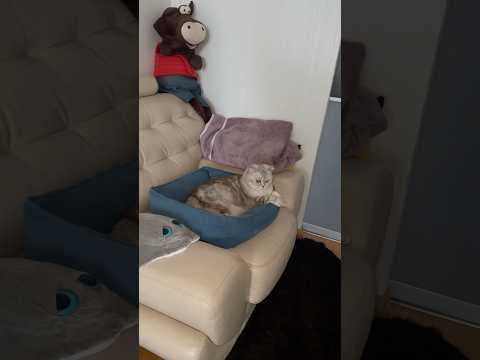 Завязываются дружеские отношения шотландскаявислоухая 