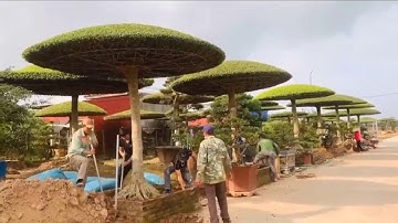 Làng nghề Cây Cảnh ở Nam Định