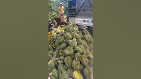 🌱🌼 𝐓𝐚̣𝐢 𝐒𝐚𝐨 𝐍𝐞̂𝐧 𝐓𝐫𝐨̂̀𝐧𝐠 𝐂𝐨̉ 𝐋𝐚̣𝐜 (𝐂𝐨̉ Đ𝐚̣̂𝐮) 𝐓𝐫𝐨𝐧𝐠 𝐕𝐮̛𝐨̛̀𝐧 𝐂𝐚̂𝐲?