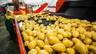 شاهد جولة مذهلة داخل مصنع تصنيع  البطاطس المجمدة خط انتاج مذهل