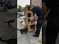 ✅ Building a Street Cat Shelter With Food & Water Station 🐾