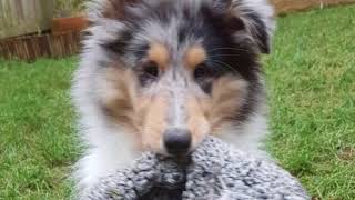 An introduction to Jasper the rough collie.