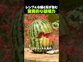 シンプルな紐と石が生む驚異的破壊力