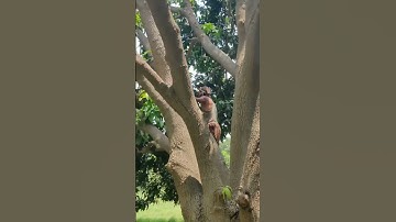 Export Quality Chaunsa Mango Plucking