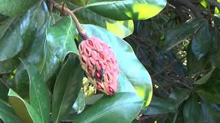 Duke Garden Phan 2