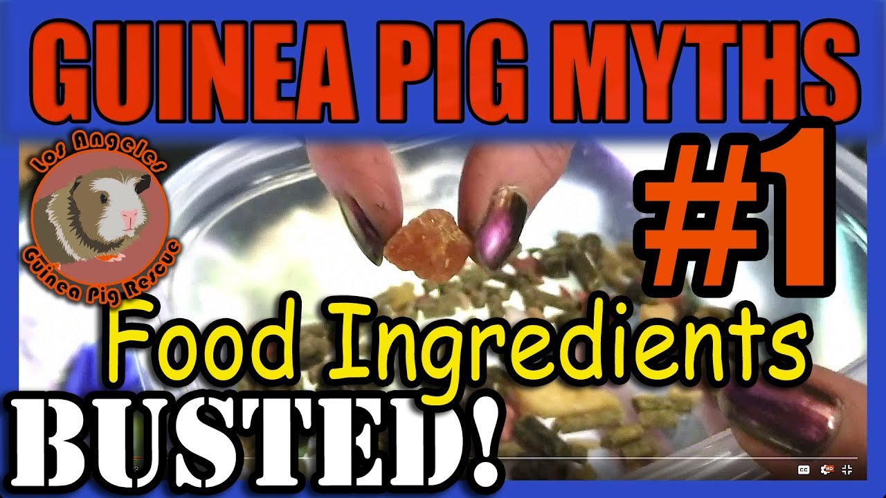 Guinea Pig Myths Busted 1 Pellet Food Ingredients Photo Inspiration