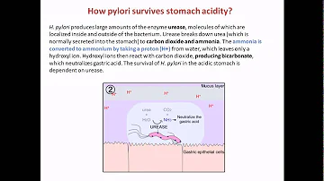 Jak zničit Helicobacter pylori?