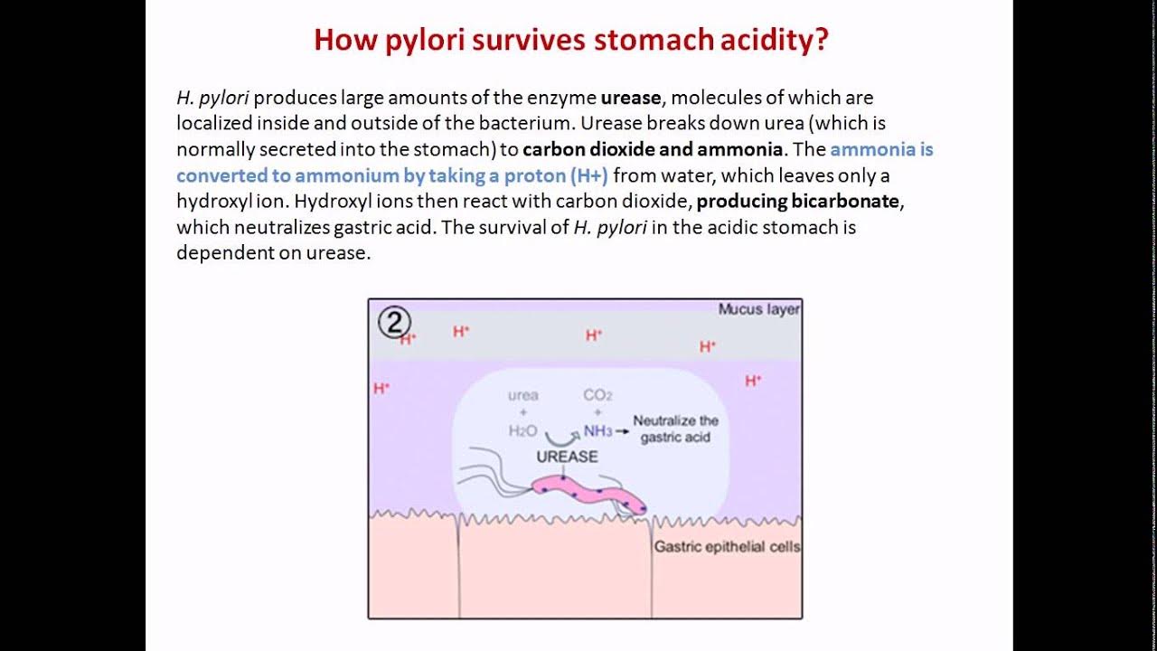 How Helicobacter pylori survives stomach acidity YouTube