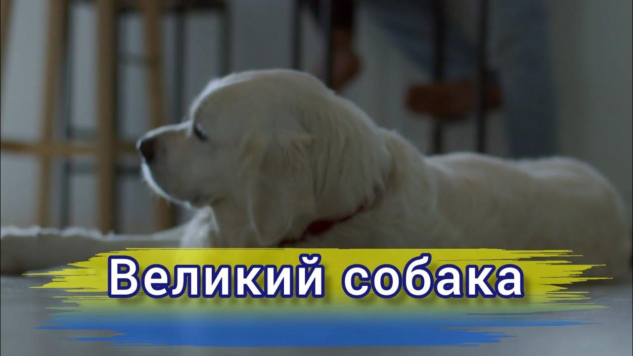 Великий собака. Вірш. - YouTube