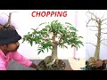 Chopping in bonsai, Baobab bonsai, Adansonia digitata, Kalpvriksh plant ,Part 1