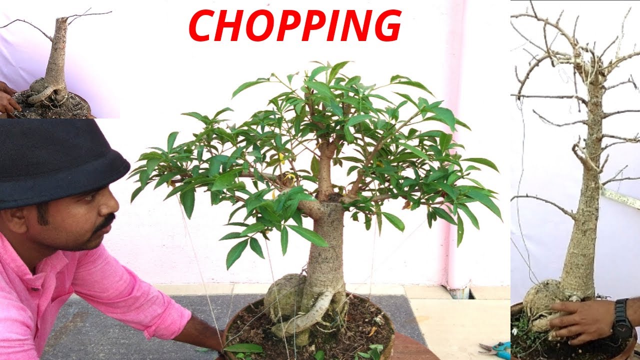 Chopping In Bonsai Baobab Bonsai Adansonia Digitata Kalpvriksh Plant Part 1 Youtube