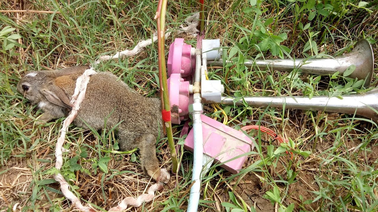 simple easy rabbit trap|funy| cute rabbit funy trap| just fun. - YouTube