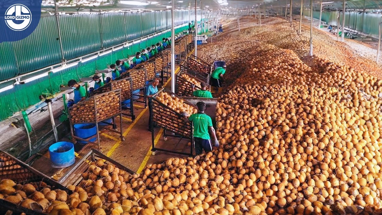 Outline Video Harvesting Millions Of Tons Of COCONUTS To Produce Coconut Oil, Coir, Peat Blocks, Charcoal