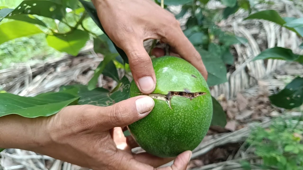 Cara Mencegah Sengatan Lalat Buah Pada Alpukat