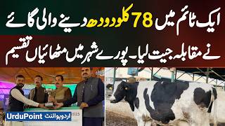 Burewala 78 Kg Milk Per Milking - Record-Breaking Cow Wins Compeion, City Celebrates With Sweets