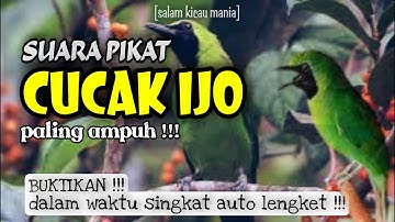Suara Pikat Cucak Ijo Ampuh Jitu || Suara Asli Cucak Ijo || Anti Zonk