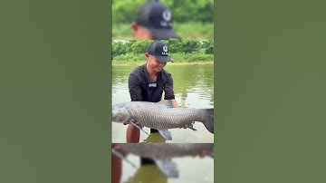 Câu đài bằng lưỡi lục #lkhoa #fishing #fish #shorts