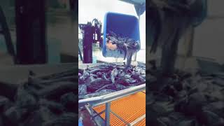 Famous Fresh black cod in Sitka alaska! 💯💯💯 Wealth