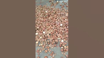 Hazelnut shelling machine