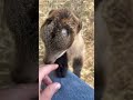 Mini Mancha Wants Attention AND A Bite Babygoats Cuteanimals Babyanimals Lamancha Mini Mancha Wants Attention AND A Bite Babygoats Cuteanimals Babyanimals Lamancha