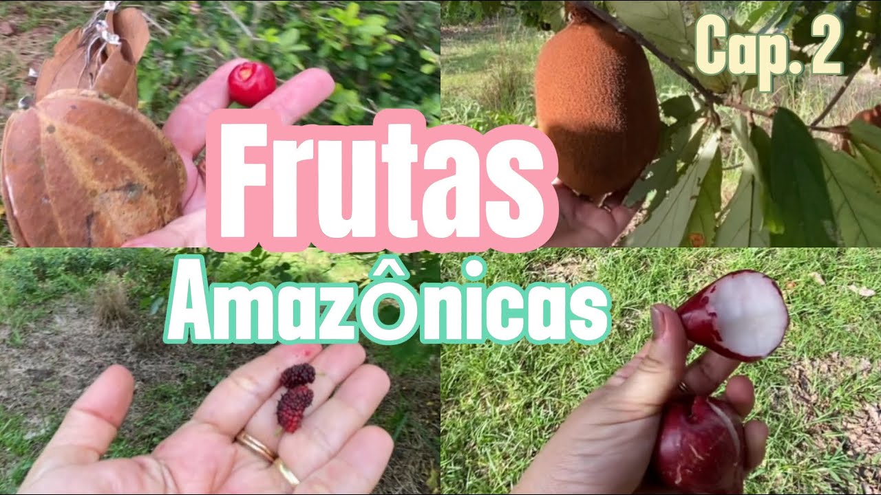 Tour pelo sítio, mostrando as árvores frutíferas amazônicas . Bora lá ? 