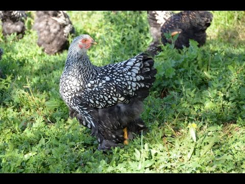 Мовалис для лечения ревматоидного артрита
