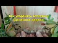 Как можно укоренять толстянку, крассулу (Денежное дерево)? How can one root a crassula, (Money tree)