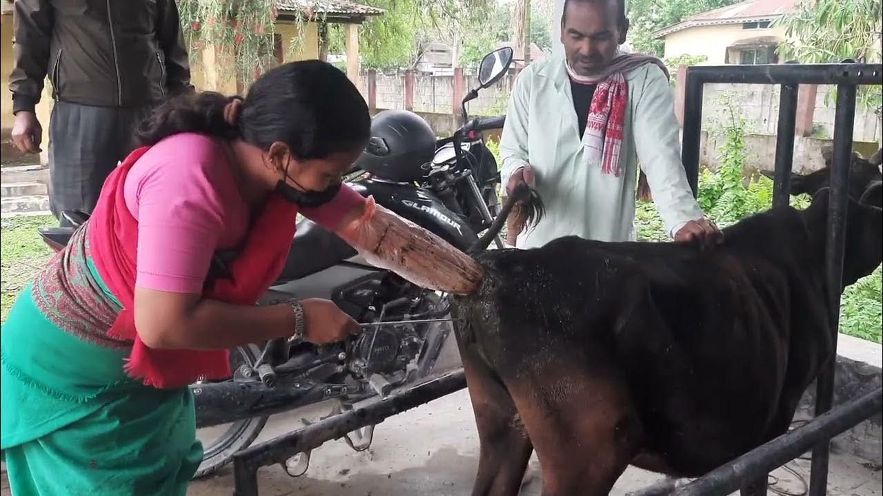 ARTIFICIAL INSEMINATION IN CATTLE LOCAL COW 13 DimpusVlogs YouTube
