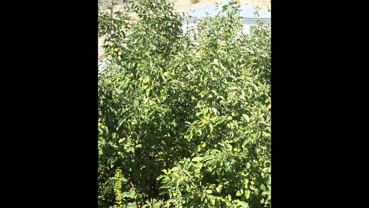 GÜZELSU KÖYÜ HATIRALARI -2-