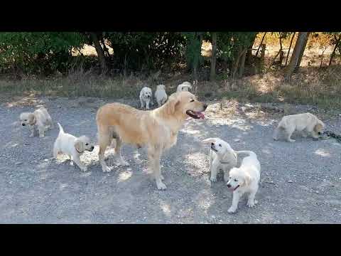 Video: 20 Greedy Motherpupping Dogs, kteří se nikdy nenaučili sdílet