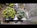 Seed to Harvest Indoor - Autoflower Grow
