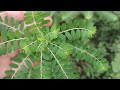 Plantas medicinais ou ervas daninhas