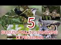 5 burung mitos yang tidak boleh di pelihara