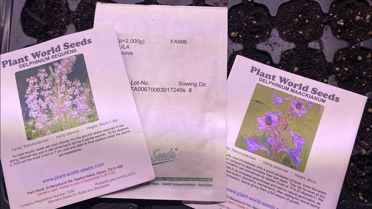 When To Start Flower Seeds?? YouTube