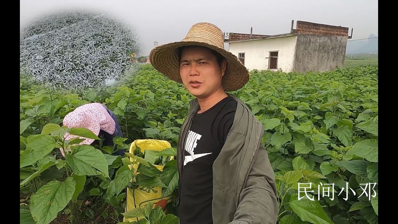 小邓家第一批春蚕五龄了，听说蚕茧收购价很便宜，不知多少钱1斤