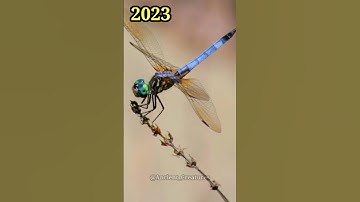 2023 Dragon fly and 5000 Dragon fly || Ancient Creatures #shorts #shortsvideo #youtubeshorts #viral