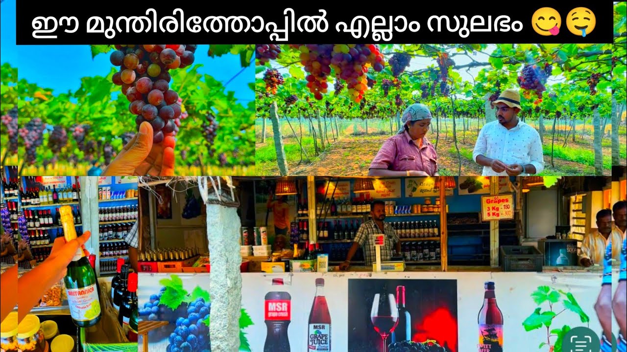 Cambam Theni Cumbum Grapes Farm cambam-theni-cumbum-grapes-farm
