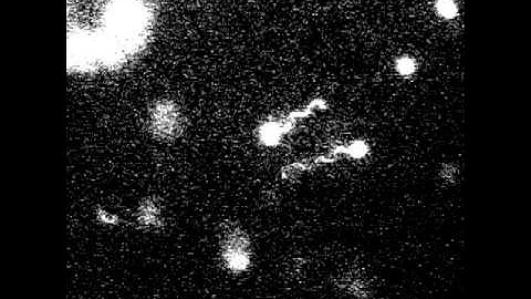 Swimming Rhodobacter spheroids (2)